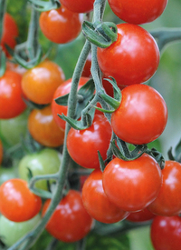 Tomato 'Sweet Aperitif'