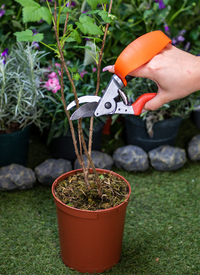 STRAIN REDUCING SECATEURS