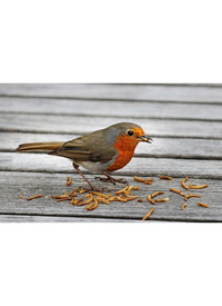 80G BAG DRIED MEALWORMS WILD BIRD FEED 