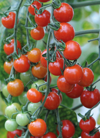 Tomato 'Sweet Aperitif'