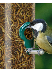 80G BAG DRIED MEALWORMS WILD BIRD FEED 